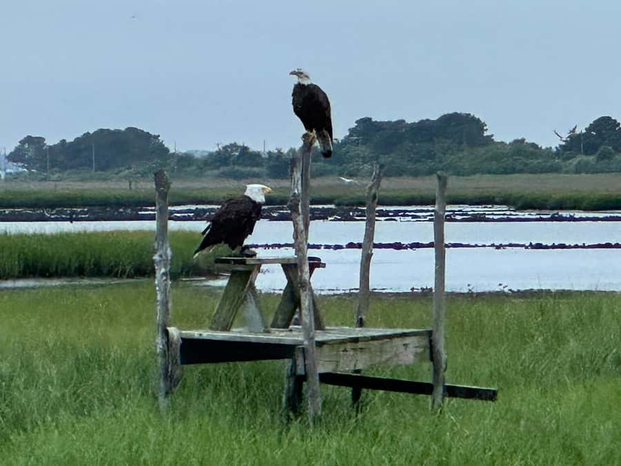 Famous Chincoteague Pony Cruise with Expert Narration - How the Tour Explains the History of Chincoteague and Assateague