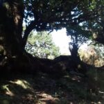 Fanal -Enchanted Forest - Scenic Stops at Seixal and Ribeira da Janela
