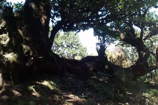 Fanal -Enchanted Forest - Scenic Stops at Seixal and Ribeira da Janela