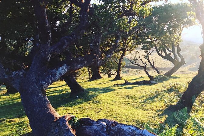 Fanal Forest Private Sunset Hike - Logistics and Comfort in a Private Setting