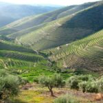 Fatima, Batalha, Nazare, Obidos Private Full Day Tour - Starting with the Religious Heart at Fatima Sanctuary
