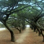 Filerimos Hill & Valley of Butterflies - Exploring Filerimos Hill and the Monastery