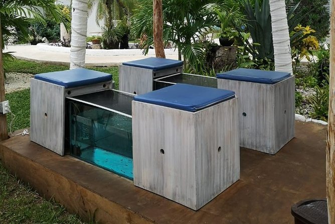 Fish Spa, Beach Break with Lounge Chairs, Umbrellas & Beach Area - Location and Access in Cozumel