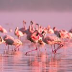 Flamingo-Birdwatching in the Ebro Delta at Sunset - Meeting Point and Logistics for an Easy Start
