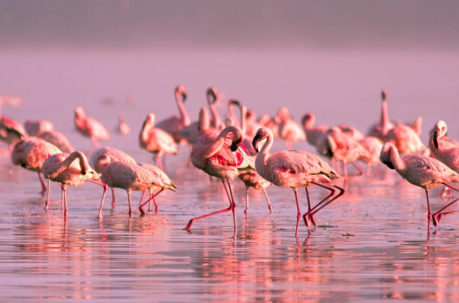 Flamingo-Birdwatching in the Ebro Delta at Sunset - Meeting Point and Logistics for an Easy Start