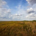 Flamingo Everglades Boat Tours - Wildlife Encounters You Can Expect