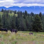 Flathead Lake Private Sunset Wild Horse Island Boat Tour - The Experience’s Unique Features and Benefits