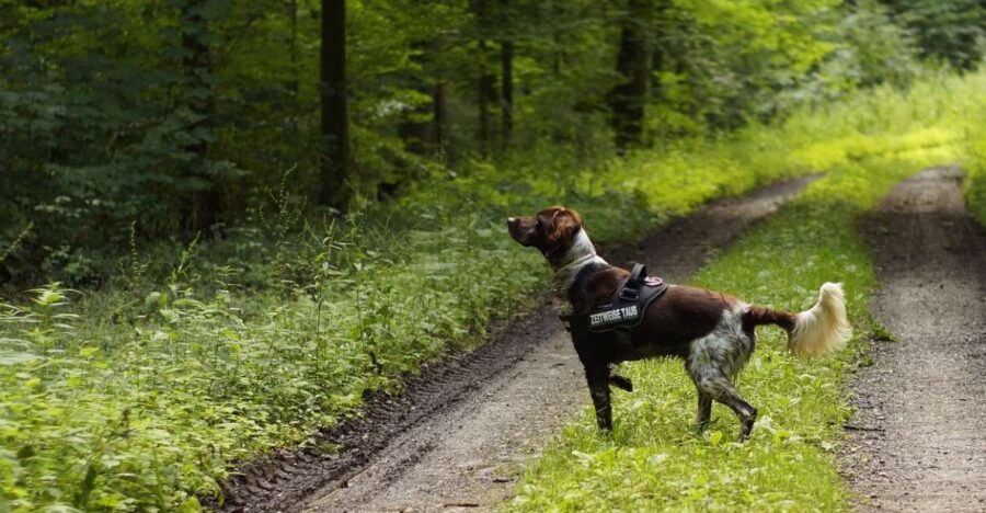 Florence: Tuscany Truffle Hunt Culinary Adventure Tour - From Florence to the Enchanting Tuscan Hills