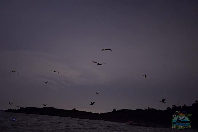 Florida Bioluminescence Clear Kayak tour/ Beacon 42 (Titusville) - The Experience of Kayaking in Clear Kayaks
