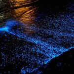 Florida Bioluminescence Kayaking Tour (Titusville) - Starting Point at Haulover Canal for Easy Access