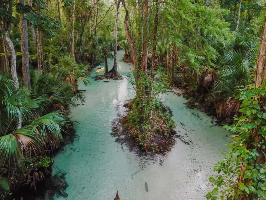 Florida: Emerald Cut Kayak Adventure - Exploring the Lush Jungle Scenery in the Wekiva River Basin