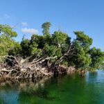 Florida Keys Backcountry Eco Tour from Big Pine Key - An Intimate Tour of the Mangrove Islands and Wildlife Refuge