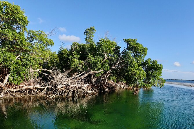 Florida Keys Backcountry Eco Tour from Big Pine Key - An Intimate Tour of the Mangrove Islands and Wildlife Refuge