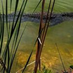 Florida Keys: Up The Keys Nature Tour - Starting Point: Scenic Drive Over the 7-Mile Bridge