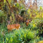 Florida: Rock Springs Run Clear Kayak Adventure - Starting Point and Tour Logistics in Florida