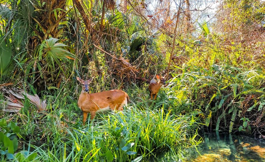 Florida: Rock Springs Run Clear Kayak Adventure - Starting Point and Tour Logistics in Florida