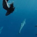 Flotation Therapy Rental 24 Hr Float Wetsuit, Goggle, Headphone - How to Arrange Your Flotation Gear Pickup on Maui