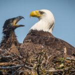 Focus on Haines Private Nature / Photography tour - The Cultural Significance of Fort Wm H Seward