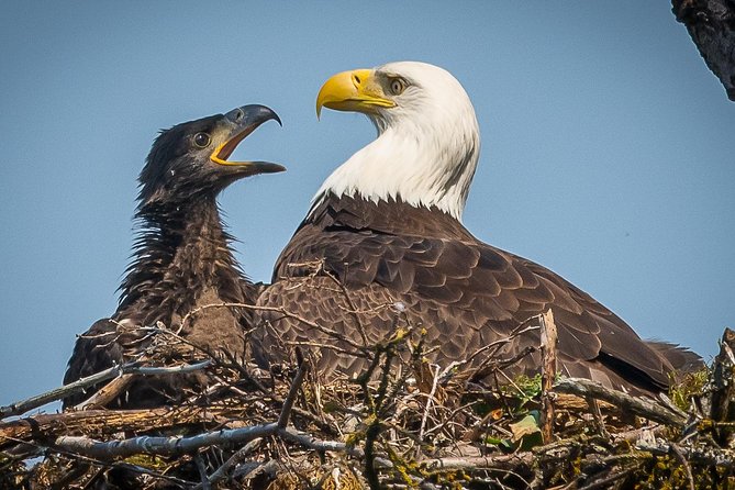 Focus on Haines Private Nature / Photography tour - The Cultural Significance of Fort Wm H Seward
