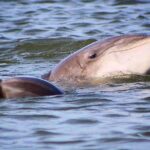 Folly Beach Dolphin Viewing Boat Excursion and Estuary Tour - Viewing the Morris Island Lighthouse