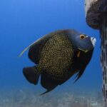 For certified Divers Experience the Under Water Museum and the Manchones Reef - Details of the Underwater Museum Experience