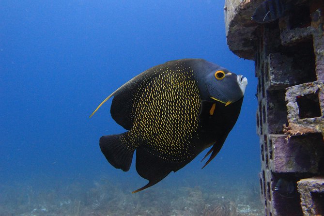 For certified Divers Experience the Under Water Museum and the Manchones Reef - Details of the Underwater Museum Experience