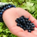 Forestbathing Slow Walking and Healing Spring Water, Stockholm - The Significance of the Healing Spring Water