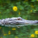 Fort Lauderdale: Everglades Express Tour with Airboat Ride - Discover the Wildlife and Reptile Sanctuary
