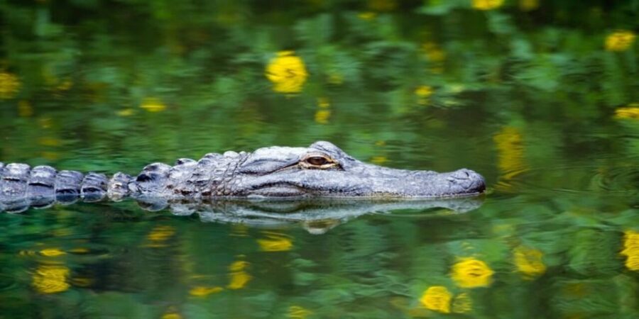 Fort Lauderdale: Everglades Express Tour with Airboat Ride - Discover the Wildlife and Reptile Sanctuary