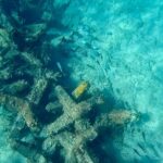 Fort Lauderdale: Ocean Reef Snorkeling Tour w/ Snacks & Drinks - Starting Point at Dania Beach for Easy Access