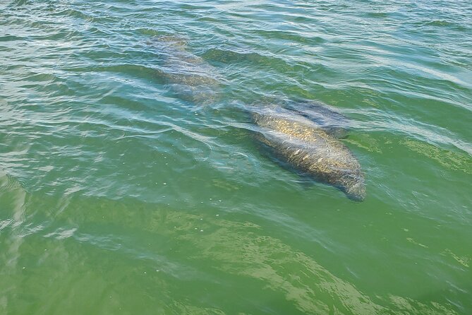 Fort Myers Beach Dolphin & Sightseeing Tour Refreshments Included - The Tiki Boat: Comfortable and Shade-Ready