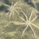 Fort Pierce: 8-hr Jungle and Lagoon passage to Ocean in FL - Starting Point at Queen’s Island Preserve in Fort Pierce