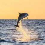 Fort Walton: Dolphin Discovery and Snorkeling Cruise - Fort Walton Departure and Meeting Details