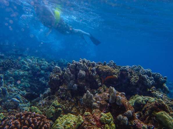 Four Winds Molokini Snorkeling Tour from Maalaea Harbor - Exploring Molokini Crater’s Vibrant Reef Ecosystem