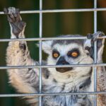 Fredericksburg Safari Tour With Wine Tasting - Starting Point: Fredericksburgs Animal Sanctuary and Vineyard