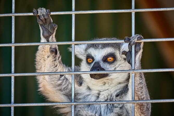 Fredericksburg Safari Tour With Wine Tasting - Starting Point: Fredericksburgs Animal Sanctuary and Vineyard