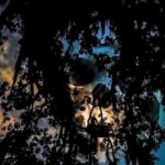 French Quarter True Crime Walking Tour - Meet at the Vampire Apothecary and Start the Ghostly Journey