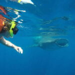 From Akumal: Whale Shark Tour - Starting Point and Transportation to the Marine