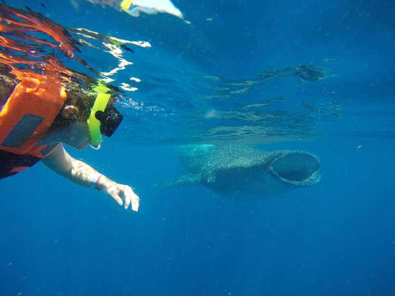 From Akumal: Whale Shark Tour - Starting Point and Transportation to the Marine