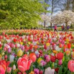 From Amsterdam: Keukenhof and Tulip Experience Tour - Comfortable Transportation from Amsterdam to Keukenhof