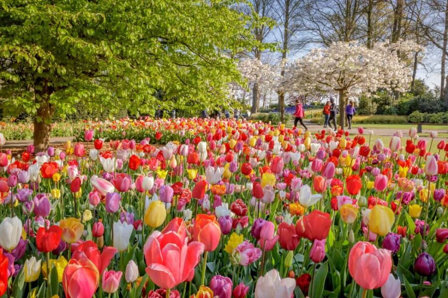 From Amsterdam: Keukenhof and Tulip Experience Tour - Comfortable Transportation from Amsterdam to Keukenhof