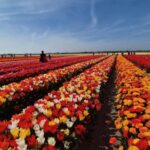 From Amsterdam: Tulip Field Experience  The Tulip Barn - The Tulip Barn: A Bright Garden in the Largest Tulip Region