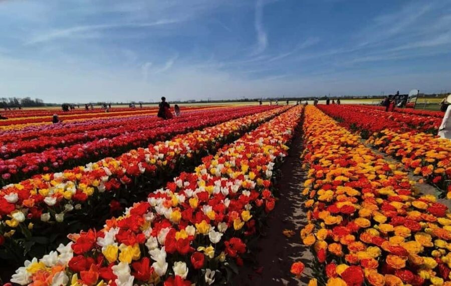 From Amsterdam: Tulip Field Experience  The Tulip Barn - The Tulip Barn: A Bright Garden in the Largest Tulip Region