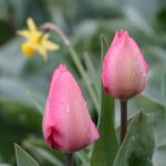 From Amsterdam: Tulip Fields of Holland Tour - The Tour Starts at Lot61 Near the Hilton DoubleTree Hotel in Amsterdam