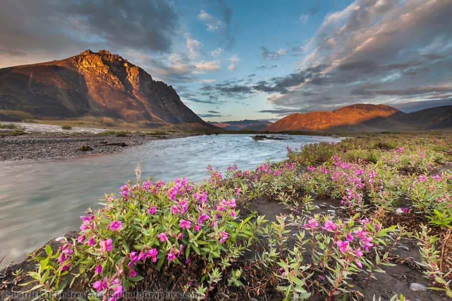 From Anchorage: 6-Day Best of Grand Alaska Tour for Ages 50+ - Visit to the Alaska Wildlife Conservation Center
