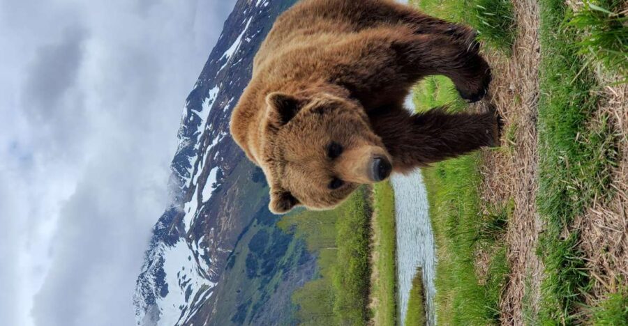 From Anchorage: Wilderness, Wildlife, & Glacier Experience - Easy Departure from Downtown Anchorage