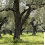 From Athens: Wine, Oil, & Cheese Tasting in Nemea & Argolis - Starting from Athens to Nemea and Argolis