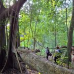 From Bacalar: Calakmul Ruins Expedition & Jungle Trek - Exploring the Calakmul Archaeological Site