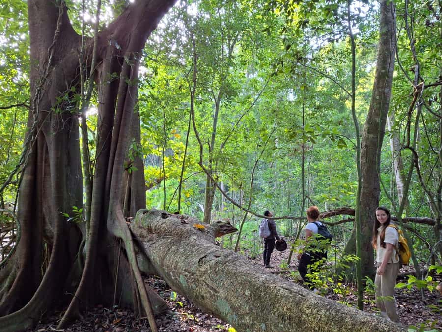 From Bacalar: Calakmul Ruins Expedition & Jungle Trek - Exploring the Calakmul Archaeological Site