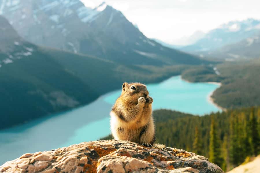 From Banff: Scenic Icefields Parkway Premium Guided Day Tour - Discovering Banff National Park’s First Glimpses